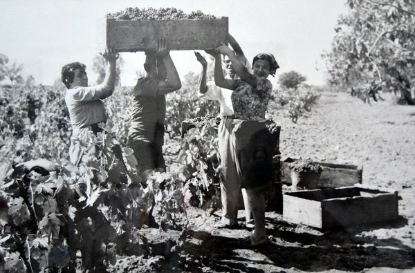 Vendemmia tempo di bestemmia.
