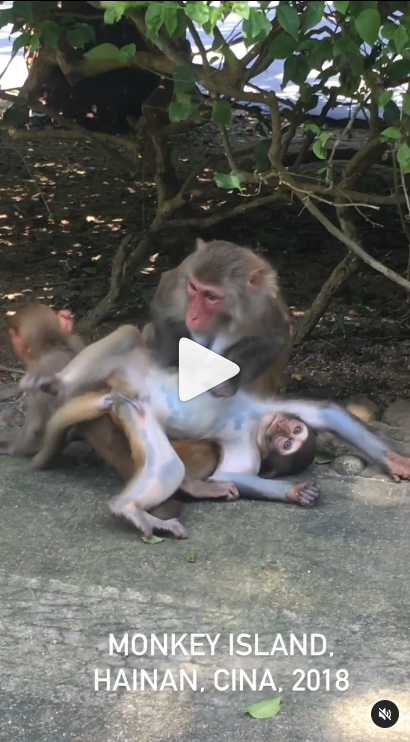 Mamma macaca è la regina delle mammedimerda.